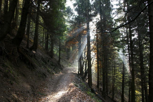 Обои картинки фото природа, лес, италия, торно, ломбардия