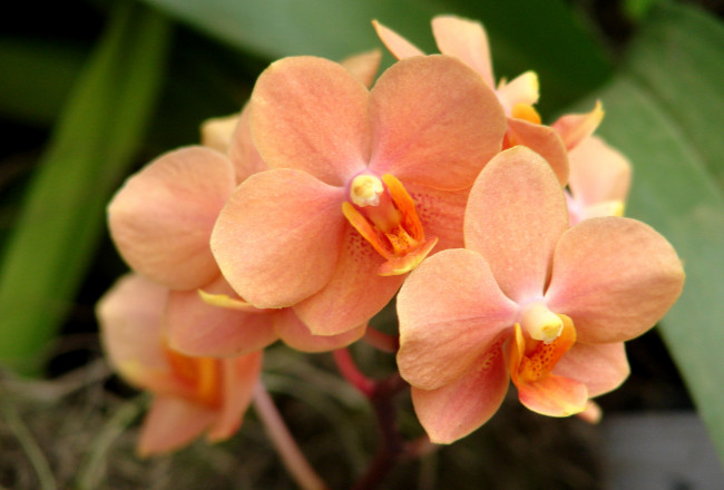 Обои картинки фото цветы, орхидеи, оранжевый, ветка