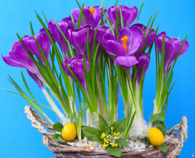 Картинка цветы крокусы сиреневые яйца