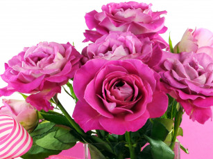 Картинка цветы розы розовые