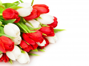 Картинка цветы тюльпаны белые красные