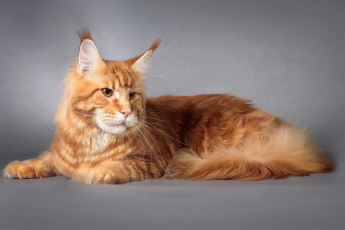 Картинка животные коты мейн-кун рыжий