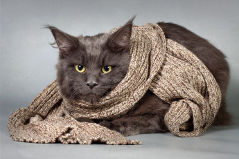 Картинка животные коты шарф