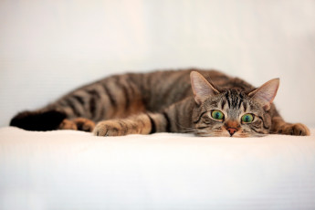 Картинка животные коты взгляд полосатый