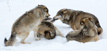 Картинка животные волки +койоты +шакалы игра