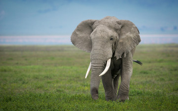 Картинка животные слоны бивни