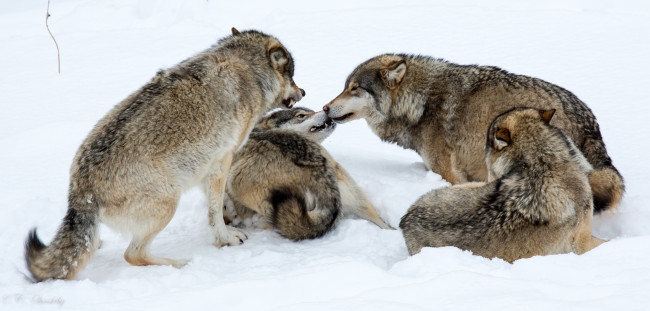 Обои картинки фото животные, волки,  койоты,  шакалы, игра