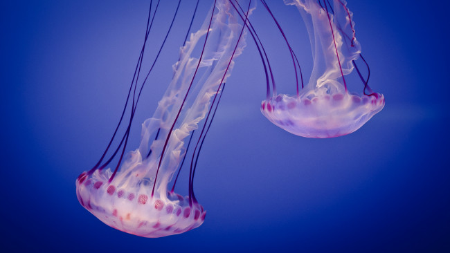 Обои картинки фото животные, медузы, вода, синь, глубина