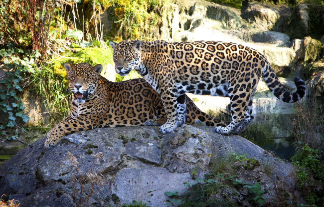 Обои картинки фото животные, Ягуары, пара