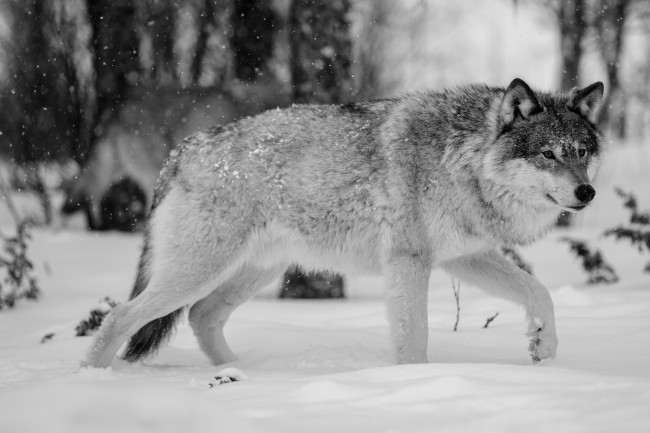 Обои картинки фото животные, волки,  койоты,  шакалы, красавец