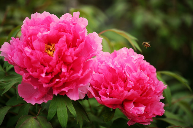 Обои картинки фото цветы, пионы, пчела, розовый
