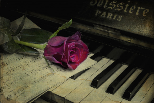 Обои картинки фото цветы, розы, бутон, пианино