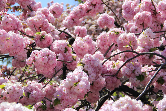Обои картинки фото цветы, сакура,  вишня, бутоны, ветки