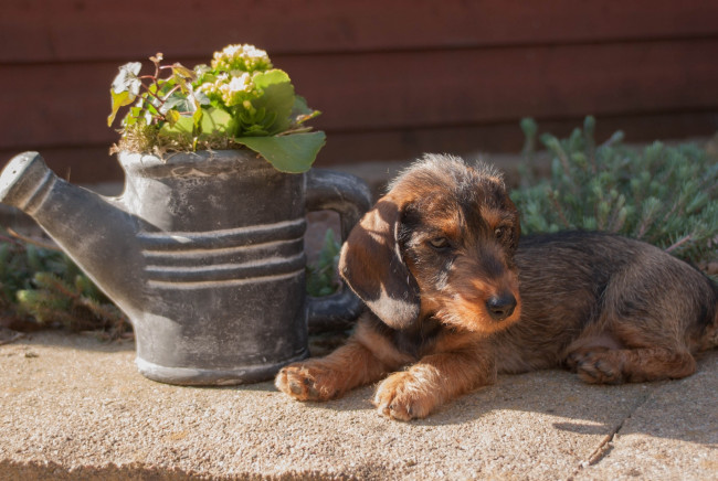 Обои картинки фото животные, собаки, щенок, лежит, цветы, dog, puppy, lies, flowers