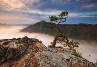 Картинка природа деревья польша sokolica горы туман лес скалы сосна
