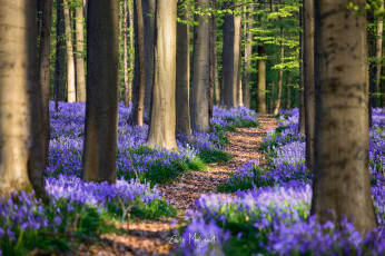 Картинка природа дороги бельгия весна апрель лес цветы гиацинтоидес