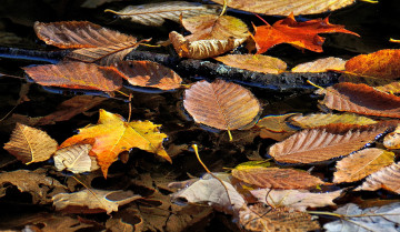 Картинка природа листья ветка ручей вода осень