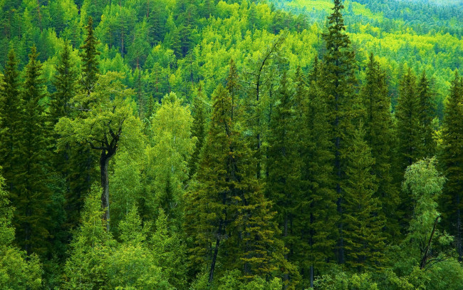 Обои картинки фото природа, лес, тайга, зелень, россия, ели, деревья