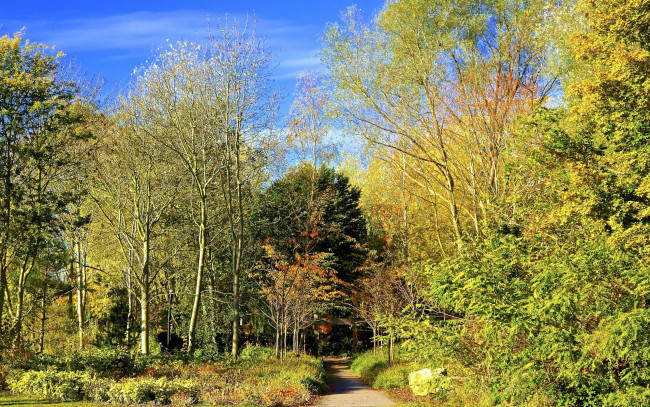 Обои картинки фото природа, парк, дорожка, деревья, листва, осень