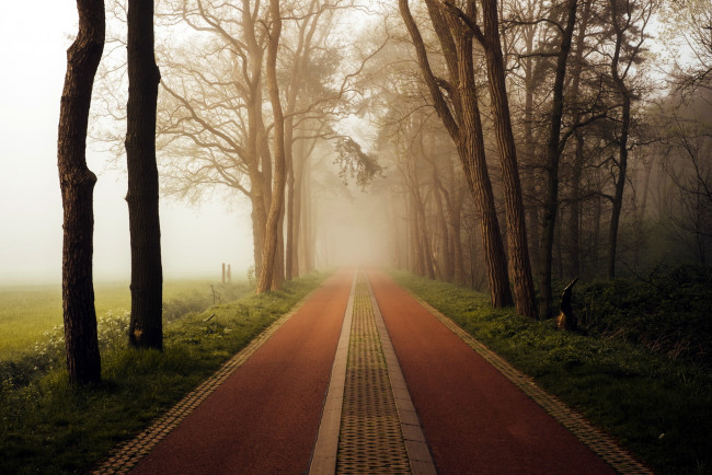 Обои картинки фото природа, дороги, деревья, утро, туман