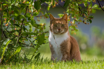 Картинка животные коты лето трава глаза котяра