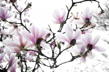 Картинка цветы магнолии весна дерево магнолия ветки