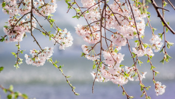 Картинка цветы сакура +вишня розовый ветки весна