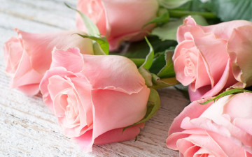 Картинка цветы розы flowers roses pink