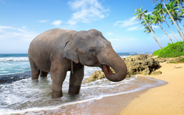 Картинка животные слоны пальмы пляж palms море слон берег песок sand tropical sea beach elephant