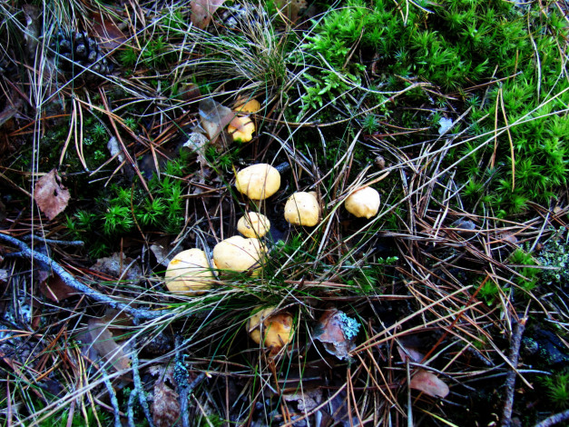Обои картинки фото природа, грибы, лисички