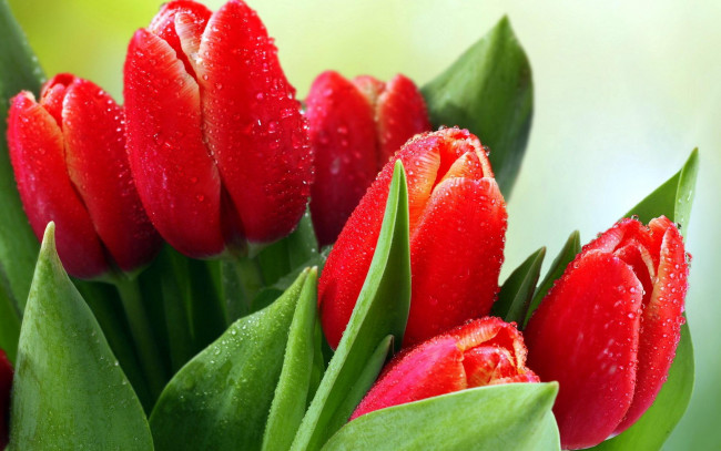 Обои картинки фото цветы, тюльпаны, букет, красные, капли