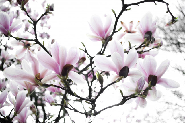 Обои картинки фото цветы, магнолии, весна, дерево, магнолия, ветки