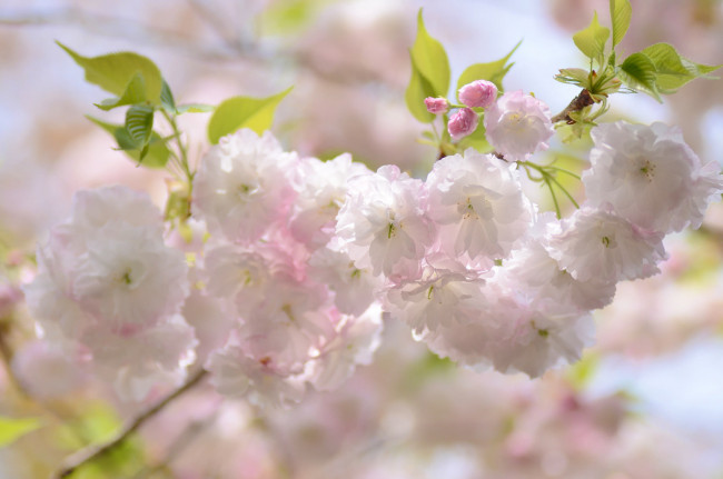 Обои картинки фото цветы, сакура,  вишня, вишня, весна, ветка