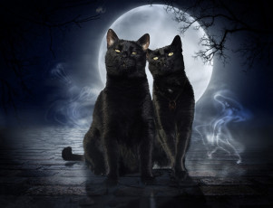 Картинка животные коты луна фон взгляд