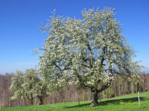 Картинка цветы цветущие+деревья+ +кустарники яблоня