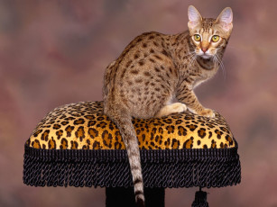 Картинка животные коты бенгальская пятнистая кошка кот подушка