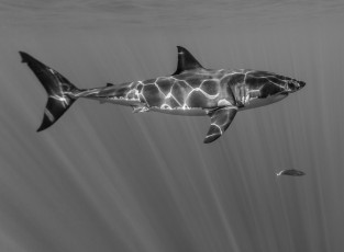 Картинка животные акулы акула большая белая