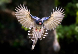 Картинка животные птицы птица крылья полёт боке
