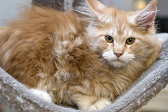 Картинка животные коты рыжий котенок кот мейн-кун