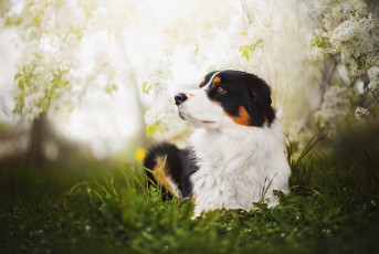 Картинка животные собаки собака blake весна цветение