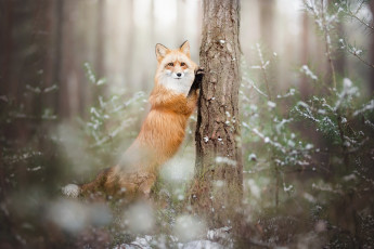 Картинка животные лисы лиса лес зима