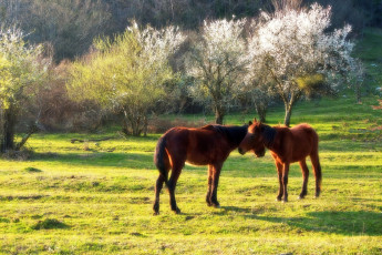 Картинка животные лошади сочи кавказ солнце никишин евгений кони весна