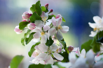 Картинка цветы цветущие+деревья+ +кустарники весна яблоня ветка