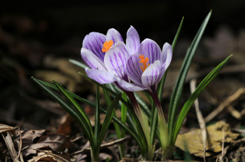 Картинка цветы крокусы крокус весна шафран