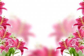 Картинка цветы лилии +лилейники размытие фон