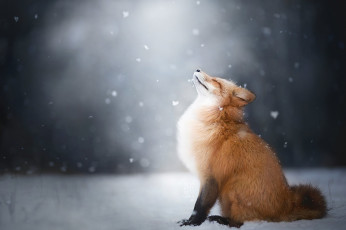 Картинка животные лисы зима снег лиса лис