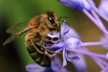 Картинка животные пчелы +осы +шмели пчела