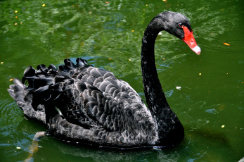 Картинка животные лебеди водоем чёрный лебедь птица шея