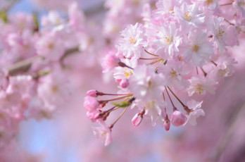 Картинка цветы сакура +вишня розовый ветка весна
