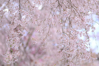 Картинка цветы сакура +вишня весна ветки